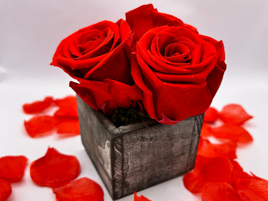 3 Preserved Roses and 1 Free Dark Humor Greeting Card - DarkHumorCards.com